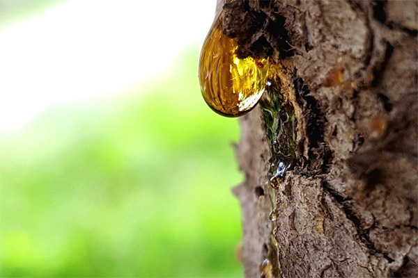 Léčivé vlastnosti borovicové pryskyřice