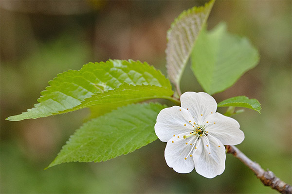 Kirsebær blade i traditionel medicin