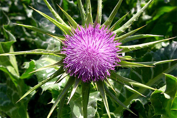 Is it possible to give milk thistle to animals