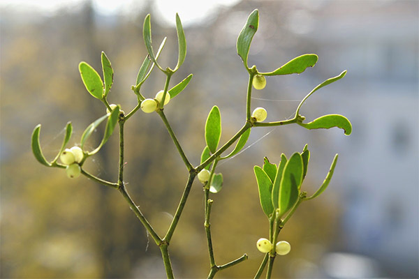White mistletoe in folk medicine