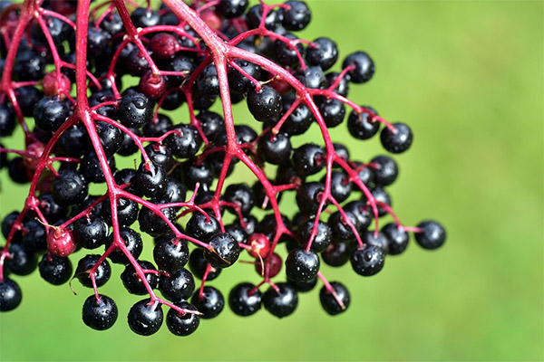 Sifat berguna elderberry hitam