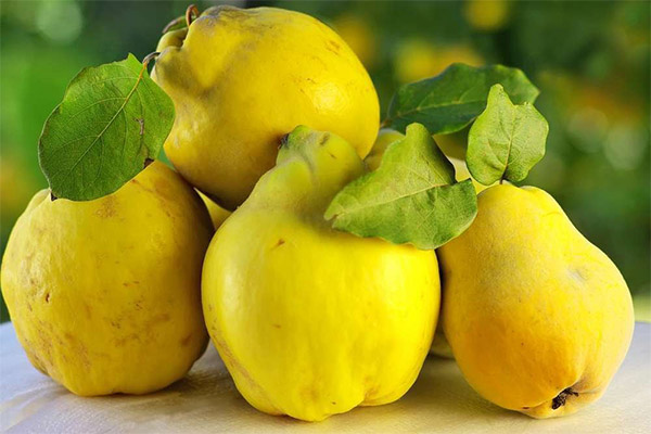 Kebaikan dan keburukan quince