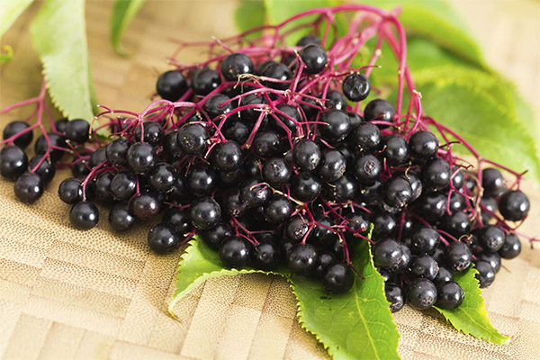 Fordelene og skadene ved elderberry