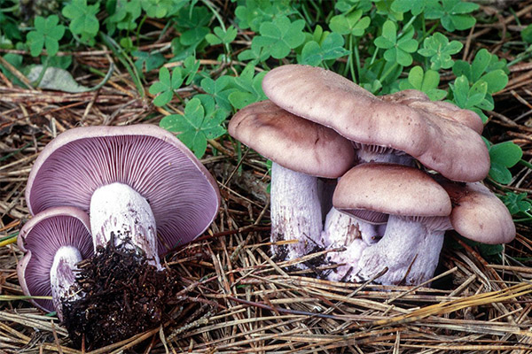 Fordelene og skadene ved række svampe