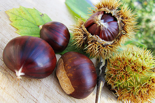 The benefits and harms of edible chestnut