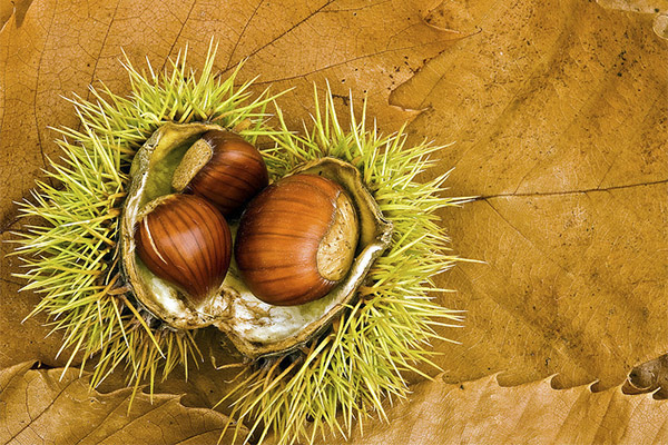 The use of edible chestnut in folk medicine