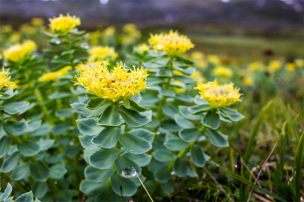 The use of rhodiola in cosmetology