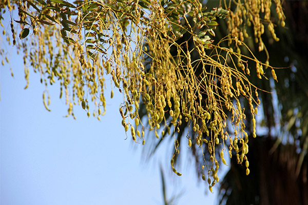 The use of Japanese sophora in cosmetology