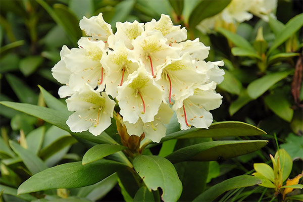 Kontraindikationer för användning av rododendron