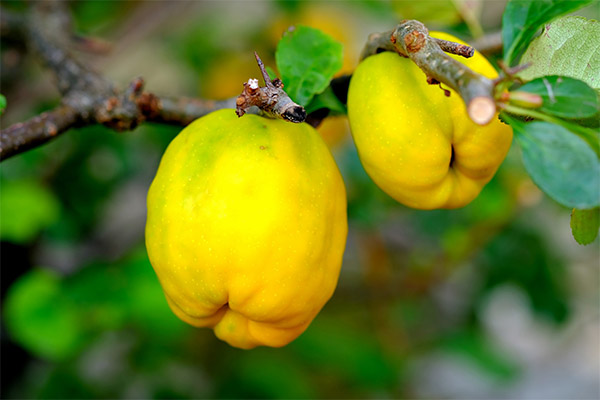 Resipi ubat tradisional dengan quince