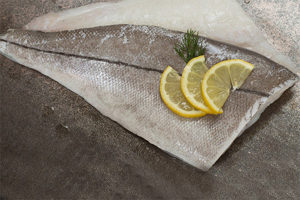 What is useful for haddock fish