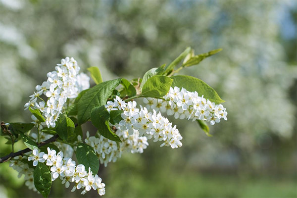 Madár-cseresznye