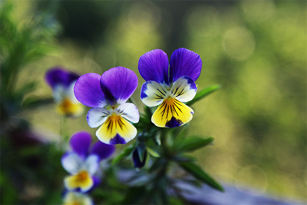 Violet tricolor