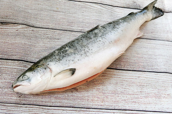 حقائق مثيرة عن سمك السلمون