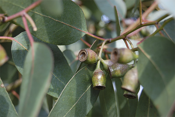 L'eucalyptus en médecine populaire