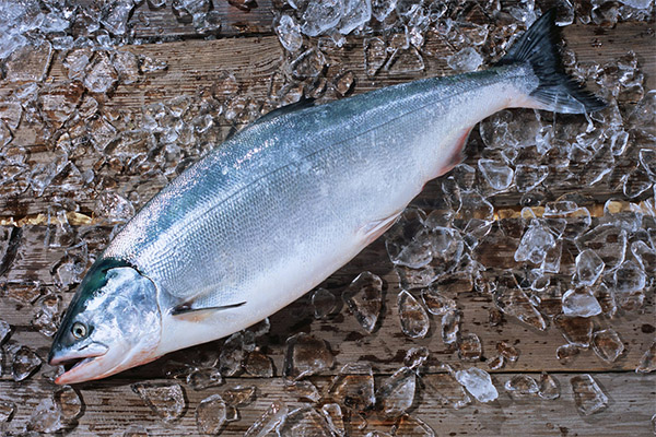 كيفية اختيار وتخزين سمك السلمون