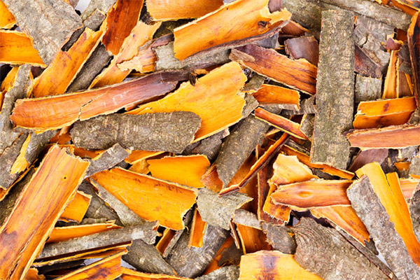 Kulit kayu Buckthorn dalam perubatan rakyat