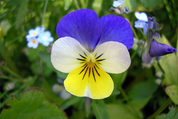 De helbredende egenskaber ved tricolor violer