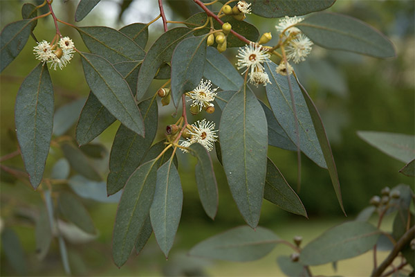 Ljekovita svojstva eukaliptusa