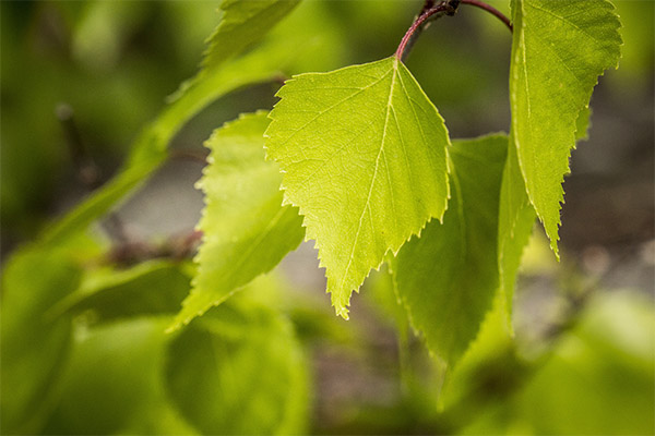 Les propriétés curatives des feuilles de bouleau