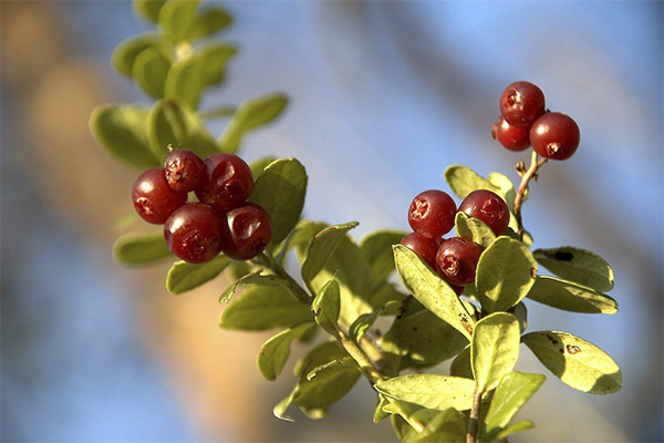 Las propiedades curativas de las hojas de arándano rojo