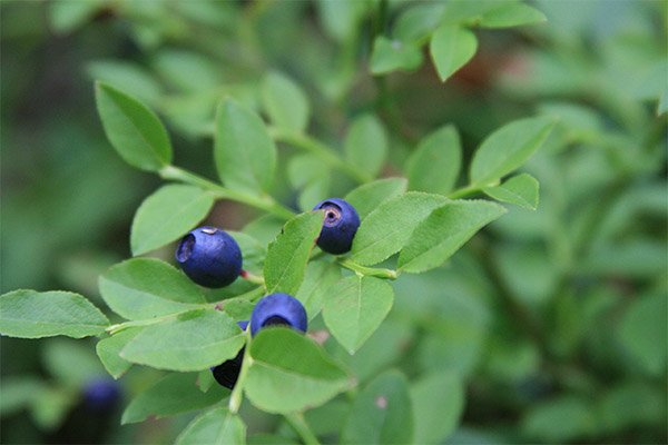 The healing properties of blueberry leaves