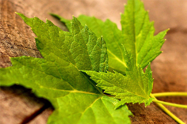 Les propriétés curatives des feuilles de cassis