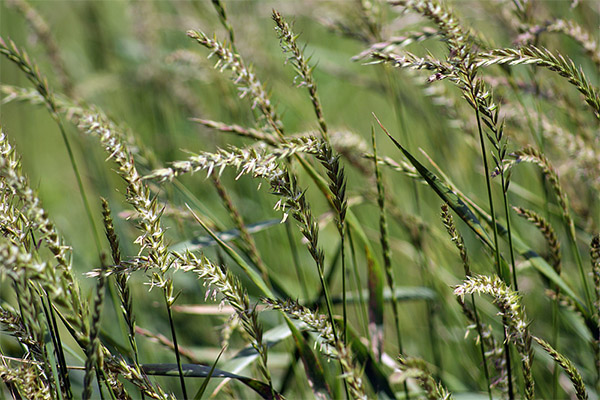 خصائص الشفاء من عشبة القمح