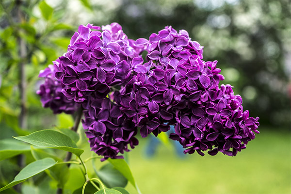 The healing properties of lilac