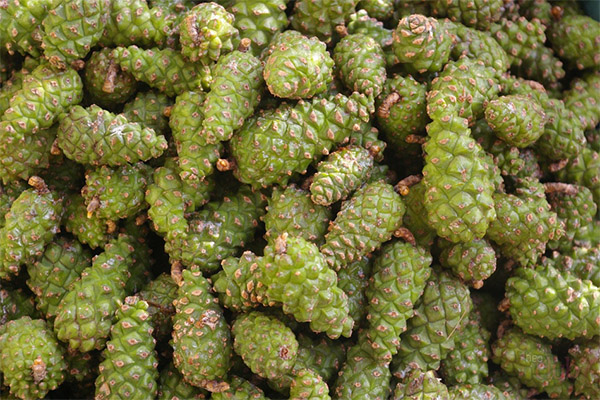 The healing properties of pine cones