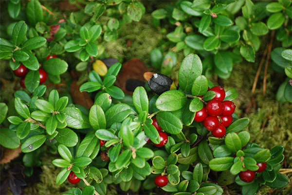 Lingonberry blader i folkemedisinen