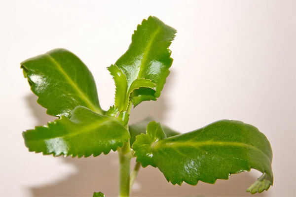 Est-il possible de manger des feuilles de Kalanchoe fraîches