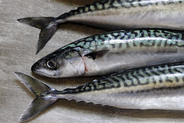 Er det muligt at spise rå makrel