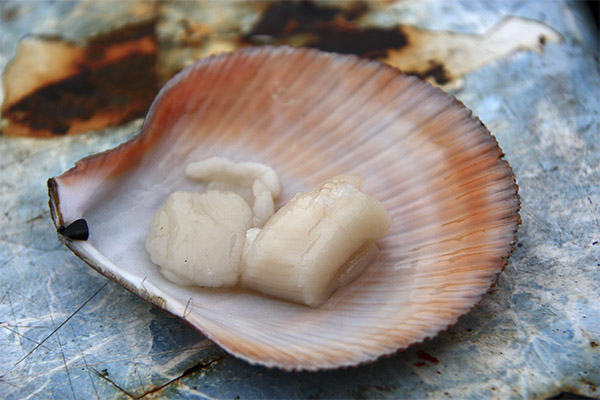 The benefits and harms of scallops