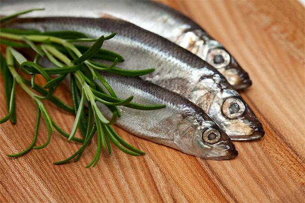 Manfaat dan bahaya herring
