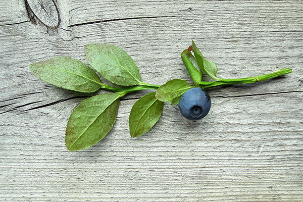 Penggunaan daun blueberry dalam kosmetologi