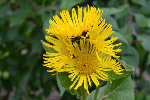 The use of elecampane in cosmetology