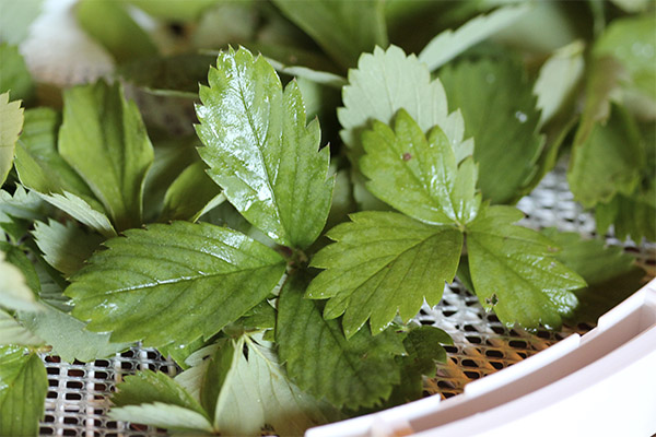 The use of wild strawberry leaves in cosmetology