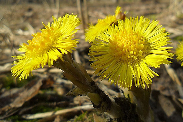 The use of coltsfoot in cosmetology