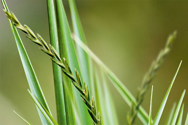 Ang paggamit ng wheatgrass sa pagluluto