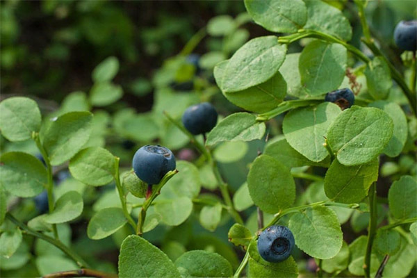 Kontraindikationer for brugen af ​​blåbærblade
