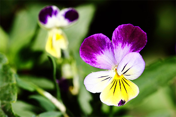 Kontraindikationer för användning av tricolor violer