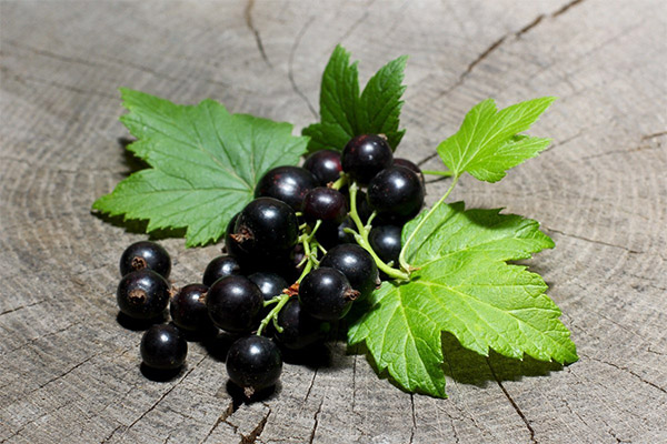 Contraindications to the use of currant leaves