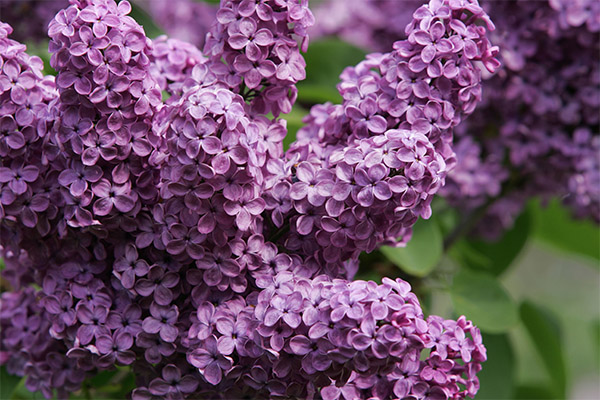 Contraindications to the use of lilacs