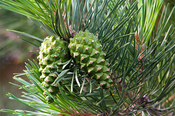 Contraindications sa paggamit ng pine cones