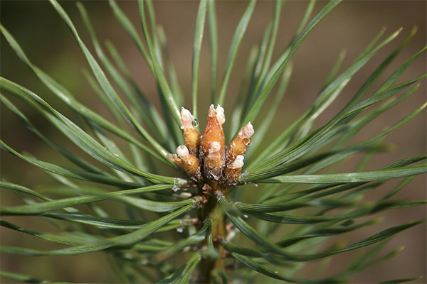Mga putot ng pine