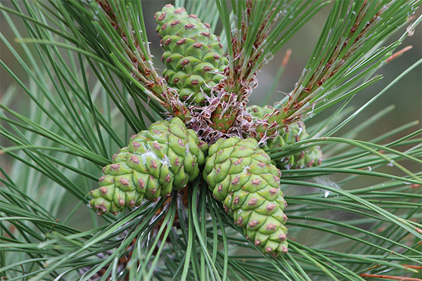 Mga cone ng pine