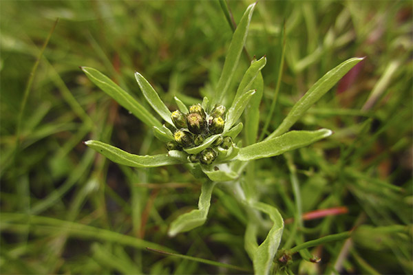 Cudweed