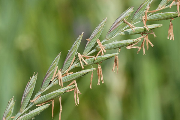 Druhy léčivých přípravků s pšeničnou trávou