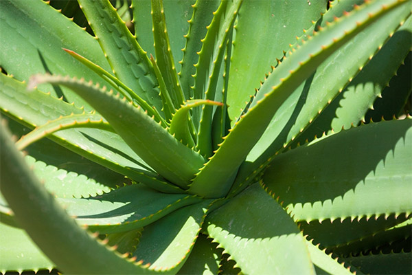 Aloe în medicina populară